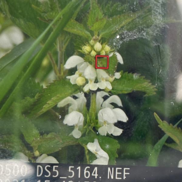 Witte dovenetel (Lamium album)